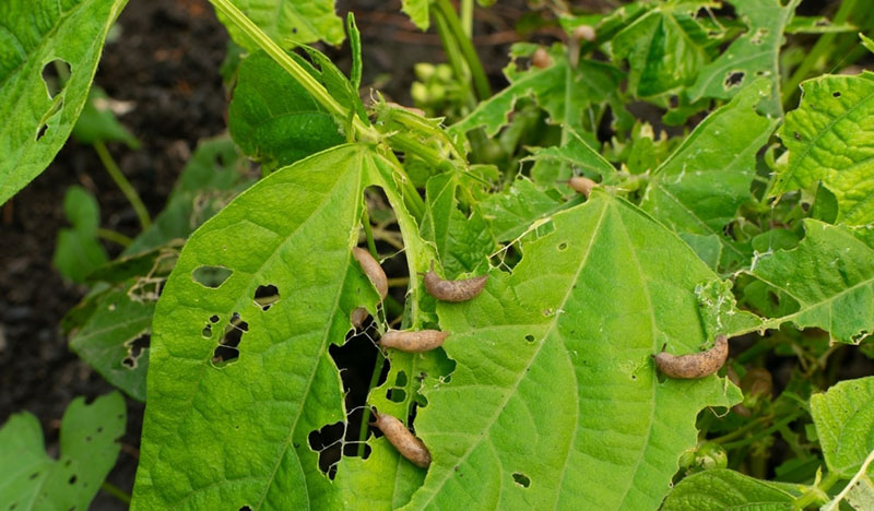 Sâu bệnh hại